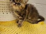 Exotic short haired persian kitten available - Exotic Kitten For Sale - Fort Loudon, PA, US