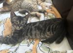 Misty - Bengal Kitten For Sale - Concord, NH, US