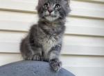 Harry - Maine Coon Kitten For Sale - Wilmington, DE, US