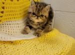 Tabby exotic shorthaired persian kitty's - Exotic Kitten For Sale - Fort Loudon, PA, US