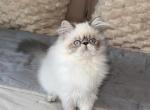 Charlie - Himalayan Kitten For Sale - Tallahassee, FL, US