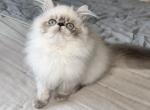 Sir Henry - Himalayan Kitten For Sale - Tallahassee, FL, US