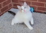 Chase - Ragdoll Kitten For Sale - Orlando, FL, US