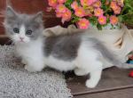 Dunkin - Munchkin Kitten For Sale - Glendale, AZ, US