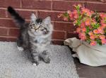 Clifton - Ragdoll Kitten For Sale - 