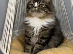 Oscar - Persian Kitten For Sale - Tallahassee, FL, US