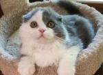 Gucci - Scottish Fold Kitten For Sale - 