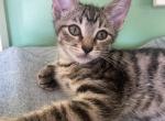 Splenda - Domestic Kitten For Sale - 