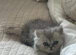 Persian Kittens - Persian Kitten For Sale - 