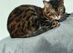 Caesar - Bengal Cat For Adoption - San Francisco, CA, US