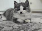 Boro black smoke with white - Siberian Kitten For Sale - Brooklyn, NY, US