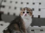 Wally - Scottish Fold Kitten For Sale - Levittown, PA, US
