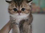 Walter - Scottish Straight Kitten For Sale - Levittown, PA, US