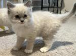 Zack - Ragdoll Kitten For Sale - Ocala, FL, US