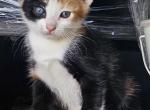 Calico and 2 males - Domestic Kitten For Sale - Downey, CA, US