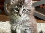 Violet - Maine Coon Kitten For Sale - Rocklin, CA, US