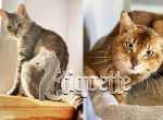 Tiamat&Dawn Kittens - Chausie Kitten For Sale