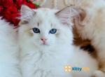 Lynx bi color ragdoll kitten - Ragdoll Kitten For Sale - State College, PA, US