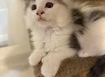 Keshes Dot - Maine Coon Kitten For Sale - 