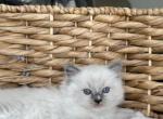 Blue Mitted Ragdoll Boy - Ragdoll Kitten For Sale - North Port, FL, US