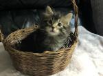 Fluffy Hemingway Kitten - Polydactyl Kitten For Sale
