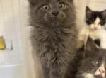 Keshas Silver Lady - Maine Coon Kitten For Sale - 