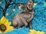 Amber - Sphynx Kitten For Sale - Mundelein, IL, US