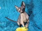 Rogue - Sphynx Kitten For Sale - Mundelein, IL, US