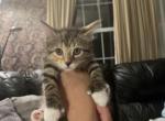 Princess Hemingway Kitten - Polydactyl Kitten For Sale