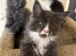 Keshas Sparkle Boy - Maine Coon Kitten For Sale - 