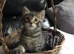 Wonder Kitten - American Shorthair Kitten For Sale