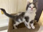 Kesha Lotz o dots - Maine Coon Kitten For Sale - 