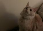 Perfect Personality and both are Polys - Maine Coon Kitten For Sale - 