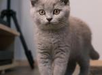 Miles - British Shorthair Kitten For Sale - 