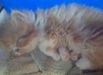 Angels litter - Persian Kitten For Sale - Sumner, WA, US