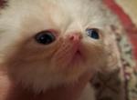 Molly's litter - Persian Kitten For Sale - Sumner, WA, US