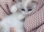 Snow - Ragdoll Kitten For Sale - Vancouver, WA, US