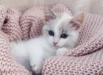 Snow - Ragdoll Kitten For Sale - Vancouver, WA, US