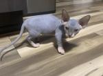 Thing four Minion - Sphynx Kitten For Sale - Chicago, IL, US