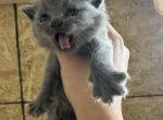 British shorthair russian blue - British Shorthair Kitten For Sale - CA, US