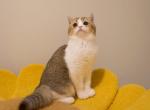 Jojo - Munchkin Kitten For Sale - 