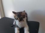 May babies - Domestic Kitten For Sale - New Port Richey, FL, US