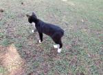 Girl - American Bobtail Kitten For Sale - 