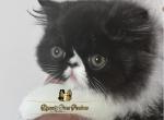 Coco - Persian Cat For Sale - 