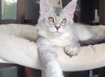 Celina - Maine Coon Kitten For Sale - Houston, TX, US