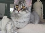 Christi - Maine Coon Kitten For Sale - Boston, MA, US