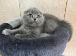 Scottish fold female - Scottish Fold Kitten For Sale - Chicago, IL, US