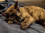 Kiri - Domestic Cat For Adoption - Northfield, MN, US