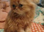 Lokis babys - Persian Cat For Sale - Keavy, KY, US