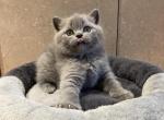 Tom Scottish straight male - Scottish Straight Kitten For Sale - 